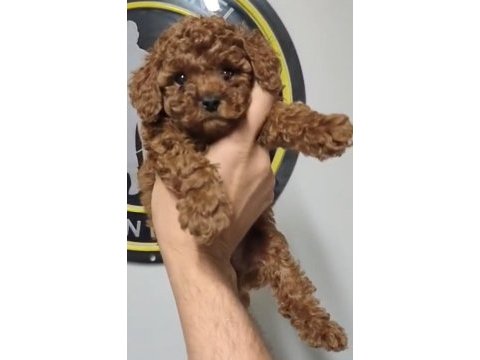Kore ve toy poodle yavrularımız