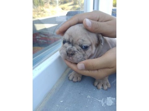Fransız bulldog sahiplendirilecektir
