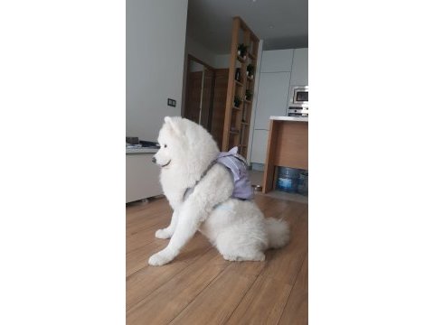 23 haziran doğumlu safkan a kalite samoyed bebekler