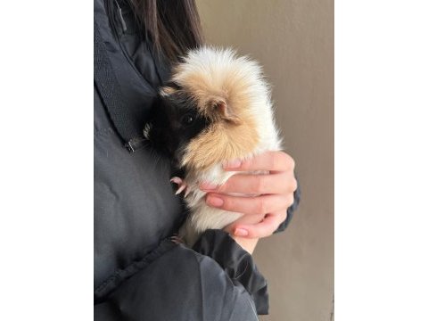 Her renkten guinea pig bebeklerim mevcut