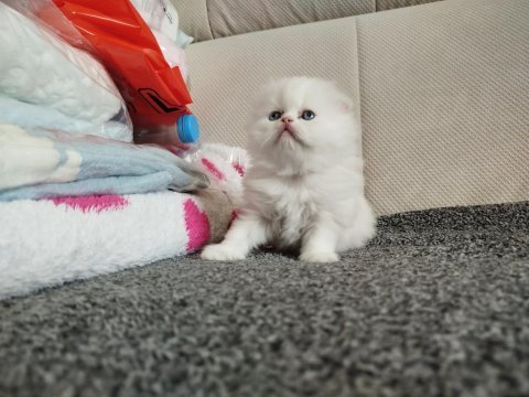 Scottish fold kar beyazı longhair