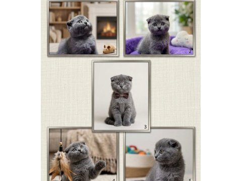 Sevimli scottish fold 2 aylık