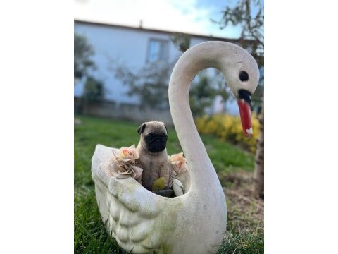 Pug son kaldım hızlı olan kazanır