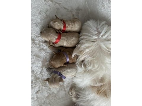 En küçük maltipoo (kore)