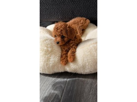 Göz alıcı güzellikte teacup dişi poodle