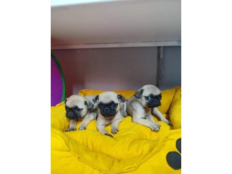 Dünya tatlısı pug kaliteli bebekler