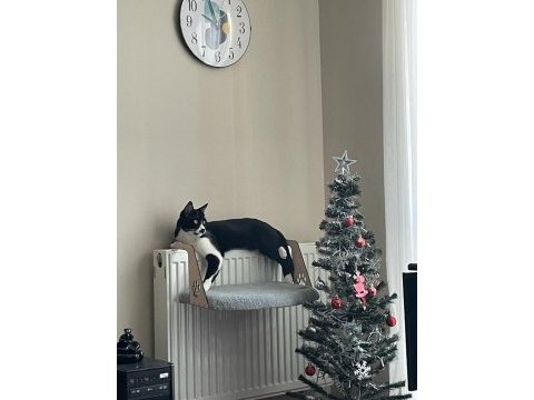 Sevecen ve oyun delisi çocuk kedimiz