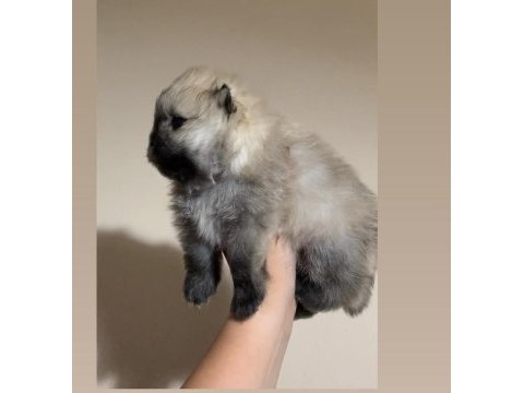 Teacup pomeranian boo erkek bebeklerim