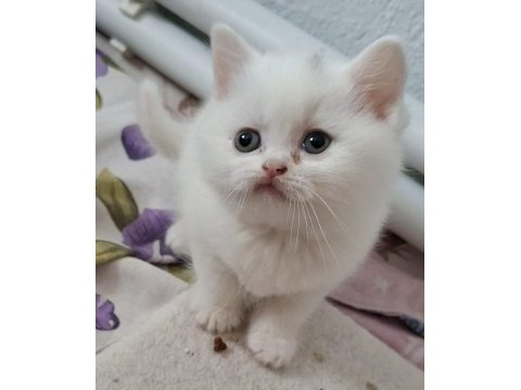 Yeni yuvasına hazır british shorthair yavrumuz