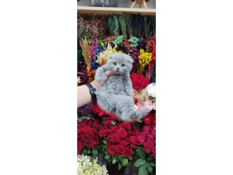 Sağlık ırk garantili scottish fold bebekler
