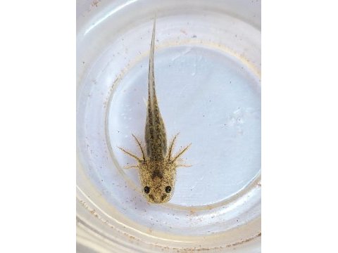 Axolotl yavrular