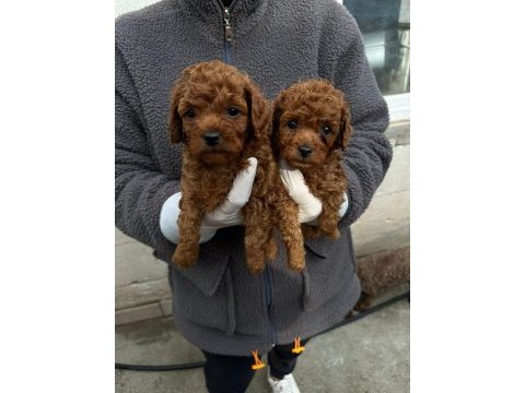 Wc egitimli toy poodle yavrularımız teslime hazır ankara