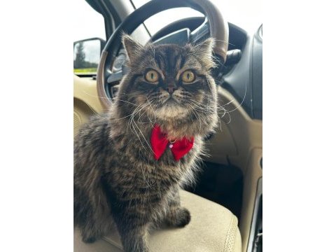 British shorthair