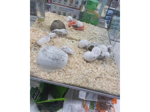 Gonzales hamster yavruları city pet