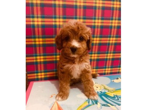 Orjinal red maltipoo bebeğimiz