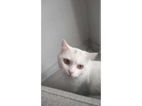 Canım oğlum scottish fold