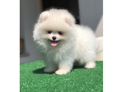 3 aylık 2 dişi üst kalite orijinal pomeranian boo