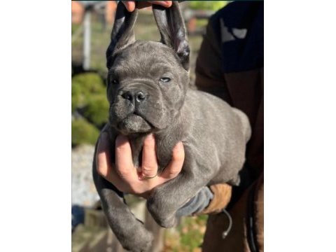 Cane corso en kalitelisi bizde var
