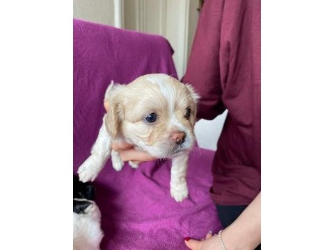 Rezervede yavru köpekler a kaliteli