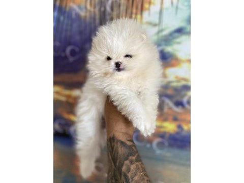 Pomeranian bebekler hazır