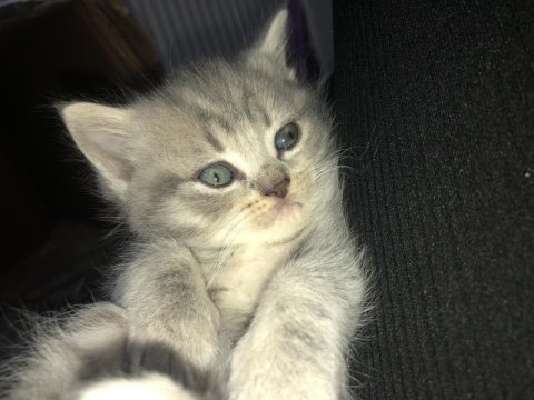 2 aylık british shorthair