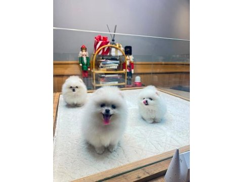 Yavru teacup pomeranian boolarımız