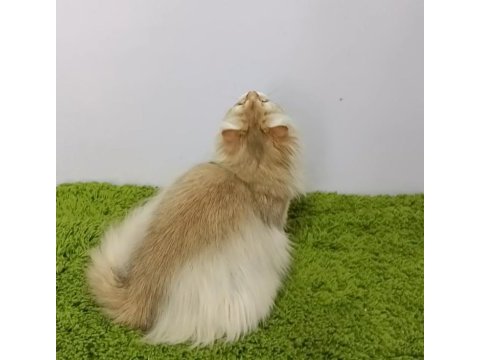 British longhair black golden sevimli cana yakın uysal