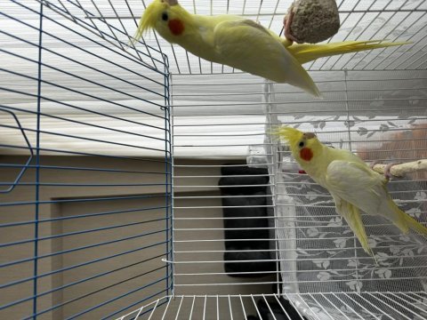 Erkek ve dişi sultan papağanı 6.7.8 aylık