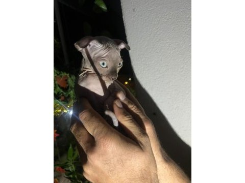 Lewkoy türkiyede çok nadir bulunan lewkoy sfenks bebek