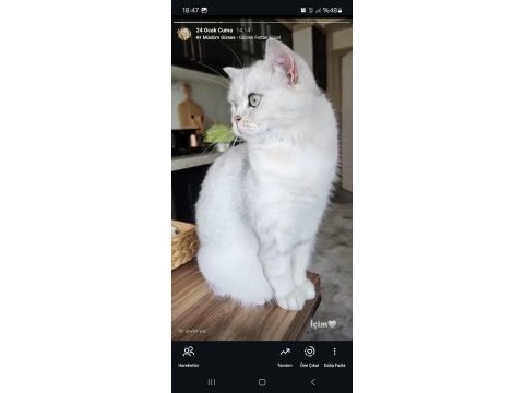 Kedimiz zeynebime yuva arıyorum