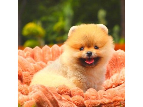 Pomeranian boo ayıcık surat üst kalite bebekler