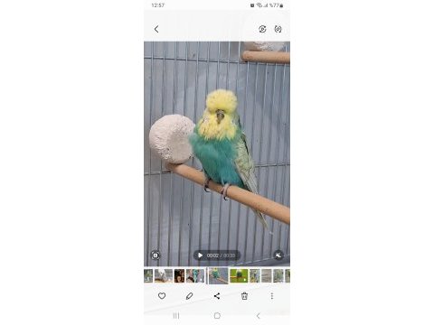 2024 bilezikli üst düzey painted show jumbo takım kuşlarımız