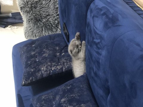 2 aylık erkek scottish fold