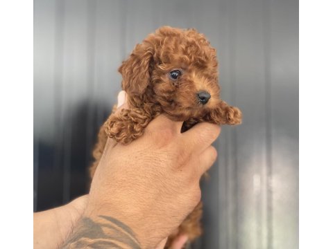 Irk sağlık ve kilo garantili kore poodle