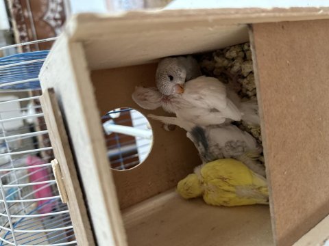 Elimde yavrulu yumurtalı muhabbet kuşu tanımları mevcuttur