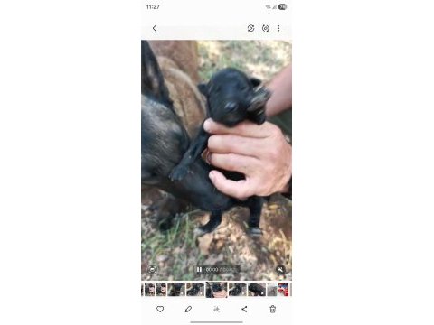 Belçika kurdu kalite asla tesadüf değildir