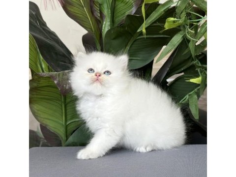 Safkan ve şecereli üstün standart mükemmel kedimiz