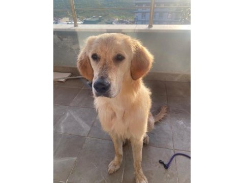 8 aylık erkek golden retriever