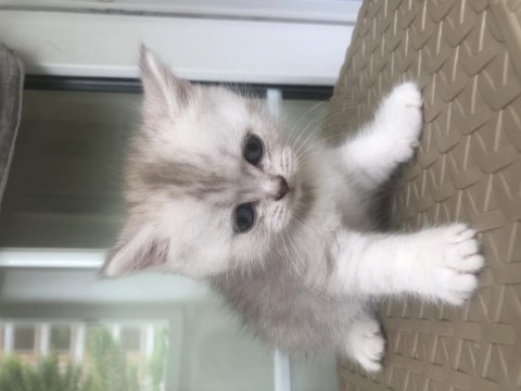 Scottish fold silver