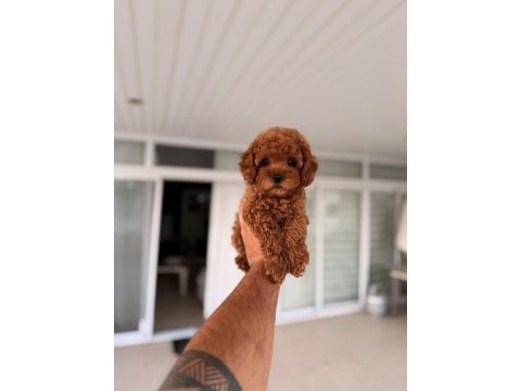Mersin toy poodle orjinal yavrular