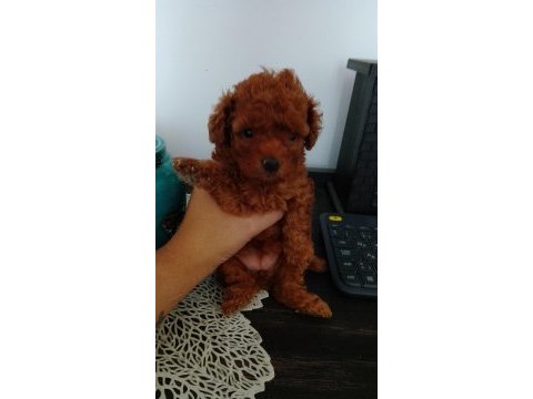 Korekan dişi teacup red poodle