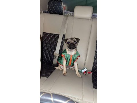 Pug cinsi 3.5 aylık dişi köpek (eşyalarıyla beraber)