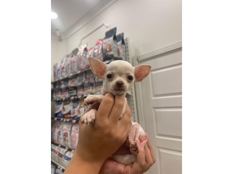 Ped eğitimli aşılı chihuahua kızlarımız