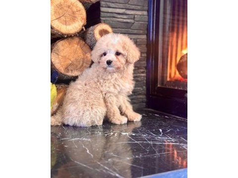 Teddy surat kore kan maltipoo yavrularımız