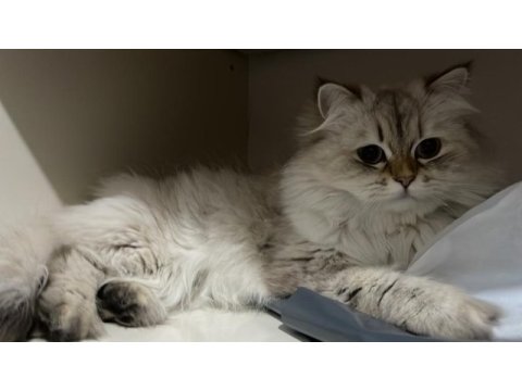 British longhair ücretsiz yuva