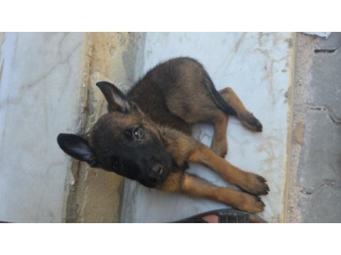 50 günlük dişi malinois