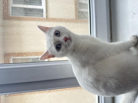 Ankara kedisi kızımızı çiftleştirmek için damat aranıyor