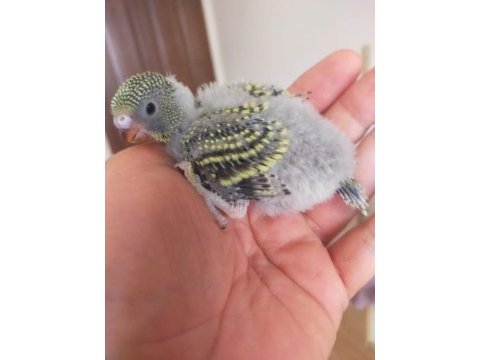 25 günlük civarı iri boy yavru muhabbet kuşları