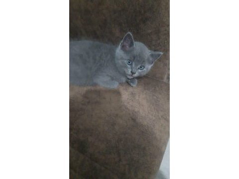British shorthair gri yavrular