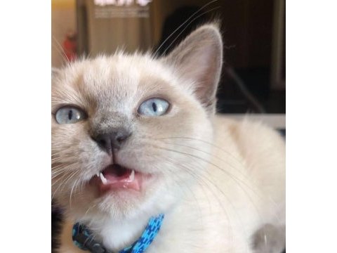 British shorthair